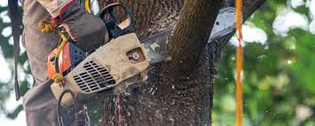 Best Tree Removal  in South Fulton, GA