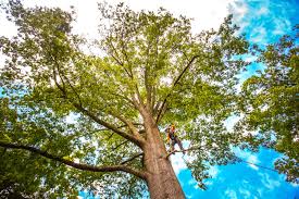 Best Stump Grinding and Removal  in South Fulton, GA