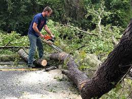 Best Root Management and Removal  in South Fulton, GA