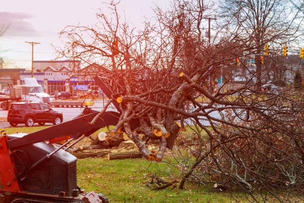 How Our Tree Care Process Works  in  South Fulton, GA