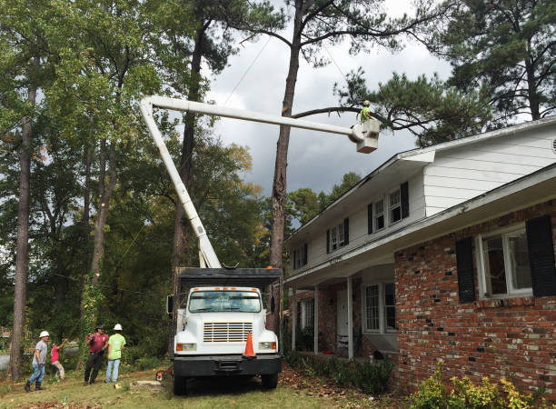 Best Sod Installation  in South Fulton, GA