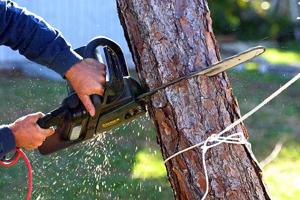 Best Tree Trimming and Pruning  in South Fulton, GA